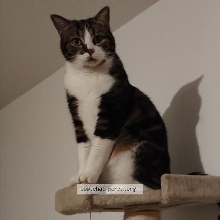 Foto 1/1 Gollum Chat perdido en Canteloup