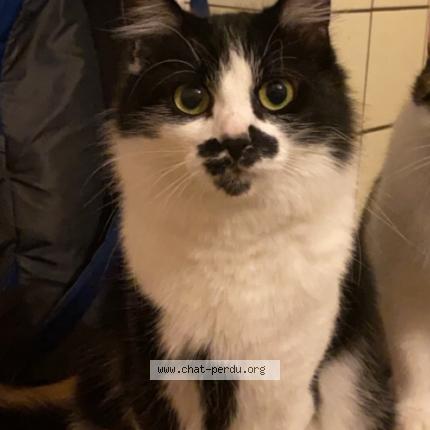 Foto 1/1 Nala Chat perdido en Rothau