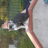 Foto del gato perdido en Montredon Labessonnie