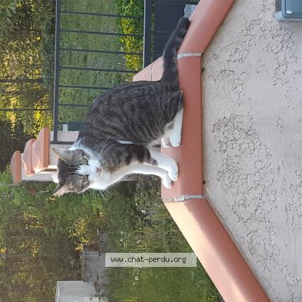 Foto 1/1 Christophe DARRAS Chat perdido en Montredon labessonnie