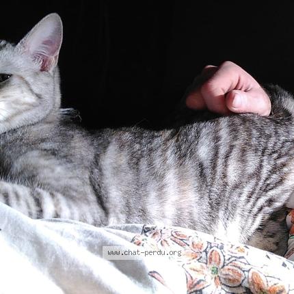 Foto 1/1 Nala Chat perdido en Flers