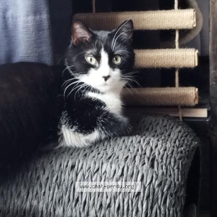 Foto 1/1 Joelle Leonard Chat perdido en Liege