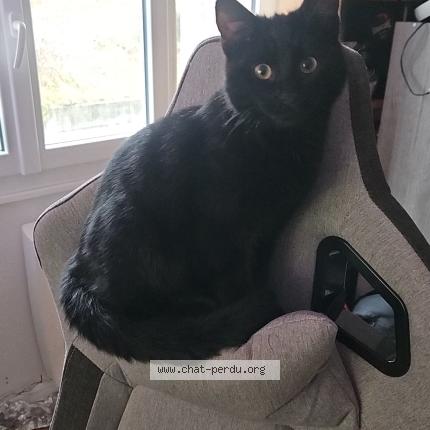 Foto 1/1 Nouki Chat perdido en Culhat