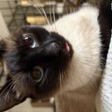 Foto del gato perdido en Ondres