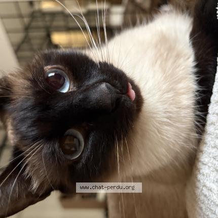 Foto 1/1 Cleo Chat perdido en Ondres