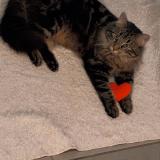 Foto del gato perdido en Frouzins