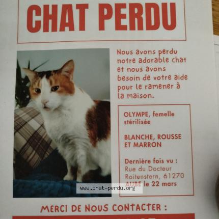Foto 1/1 Olympe Chat perdido en Aube