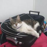 Foto del gato perdido en Saint Cloud