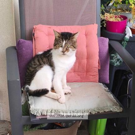 Foto 1/1 Milo Chat perdido en Mouscron