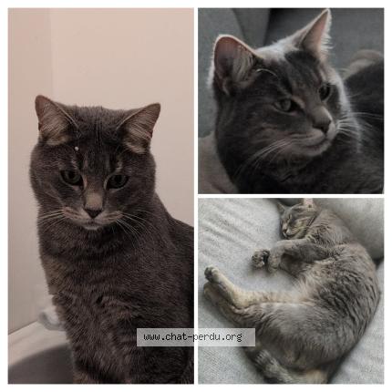 Foto 1/1 Castiel Chat perdido en Eperlecques