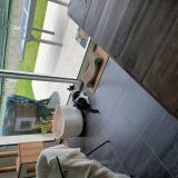 Foto del gato perdido en Cepet