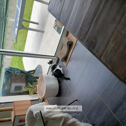 Foto 1/1 Chouchou Chat perdido en Cepet