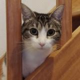 Foto del gato perdido en Mareuil Sur Lay