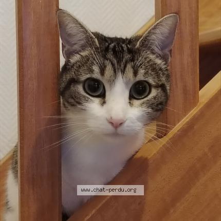 Foto 1/1 Winnie Chat perdido en Mareuil sur lay