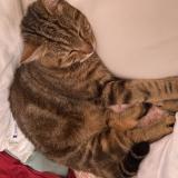 Foto del gato perdido en Elbeuf