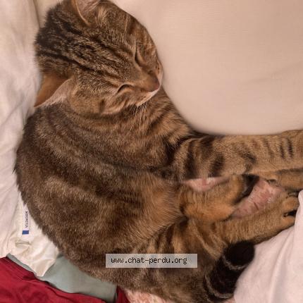 Foto 1/1 KYO Chat perdido en Elbeuf