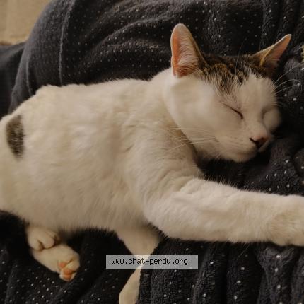 Foto 1/1 Gaïa Chat perdido en Tarnes