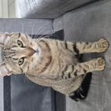 Foto de gato encontrado en Buellas