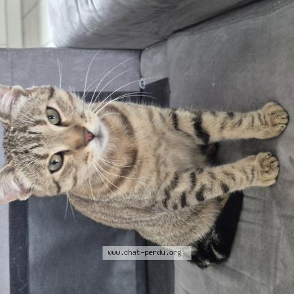 Foto 1/1 Gato encontrado Encontrado en Buellas