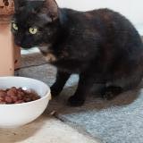 Foto de gato encontrado en Gaillac