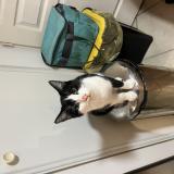 Foto del gato perdido en Pierrelatte