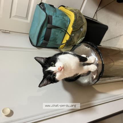 Foto 1/1 Yuki Chat perdido en Pierrelatte