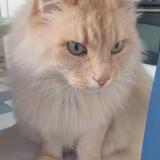 Foto del gato perdido en Plerin