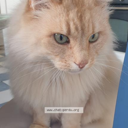 Foto 1/1 Kheops Chat perdido en Plerin
