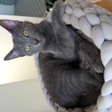 Foto del gato perdido en Luzy