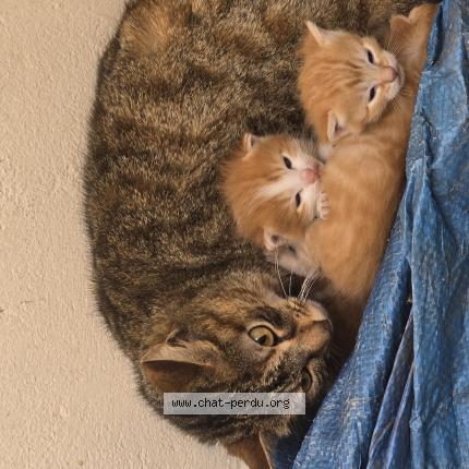 Foto 1/1 Gato encontrado Encontrado en Bondy