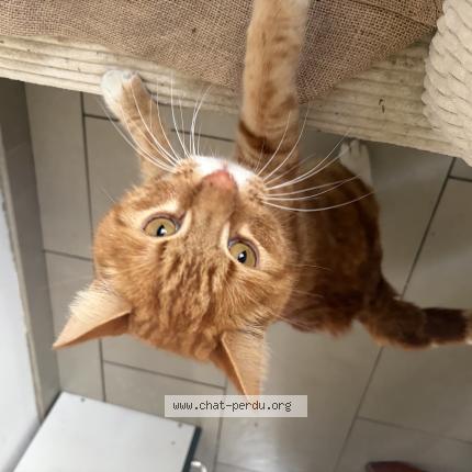 Foto 1/1 Gato encontrado Encontrado en Inchy