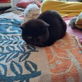 Foto del gato perdido en Muret