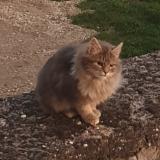 Foto de gato encontrado en Saint Clement