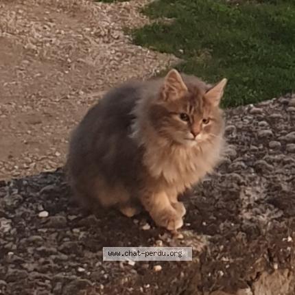 Foto 1/1 Gato encontrado Encontrado en Saint clement