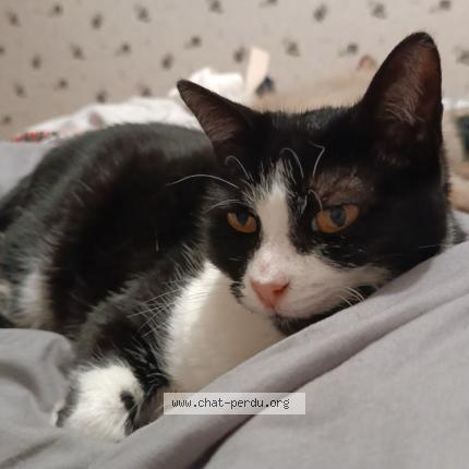 Foto 1/1 Iris Chat perdido en Hyeres