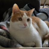 Foto del gato perdido en Guatenala