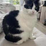 Foto del gato perdido en Buchelay