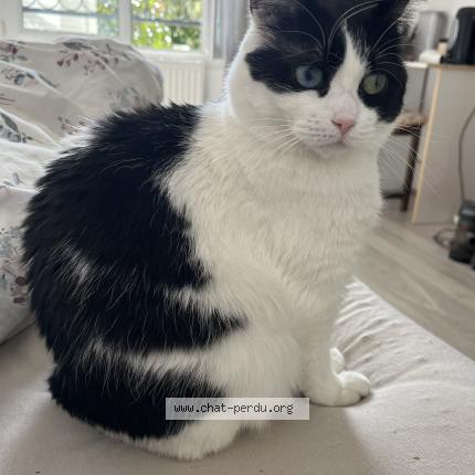 Foto 1/1 Agathe Chat perdido en Buchelay