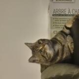 Foto del gato perdido en Toulouse