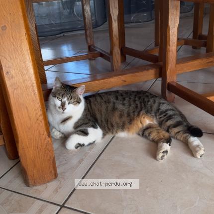 Foto 1/1 Tacos Chat perdido en Optevoz