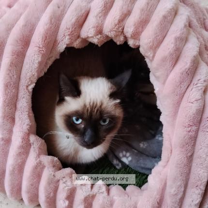 Foto 1/1 Bulma Chat perdido en Marseille