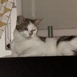 Foto del gato perdido en Louvroil