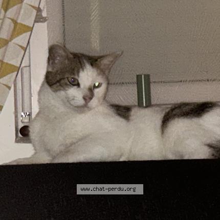Foto 1/1 Caramel Chat perdido en Louvroil