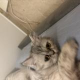 Foto del gato perdido en Bretigny Sur Orge