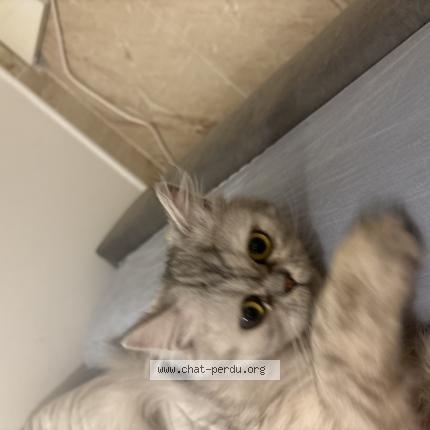 Foto 1/1 Micha Chat perdido en Bretigny sur orge