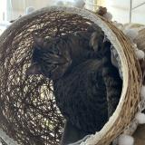 Foto del gato perdido en Perpignan