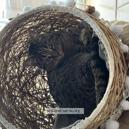 Foto 1/1 Chippie Chat perdido en Perpignan