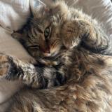 Foto del gato perdido en Fonsorbes