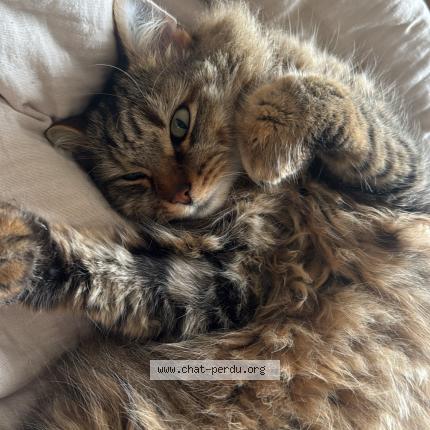 Foto 1/1 Roméo Chat perdido en Fonsorbes