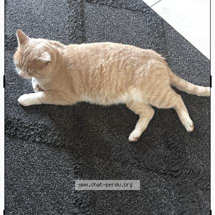 Foto 1/1 Pilou Chat perdido en Bonson